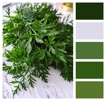 Green Leaves Fresh Herbs Herbs Parsley Kitchen Cooking Food Fresh Ingredient Image